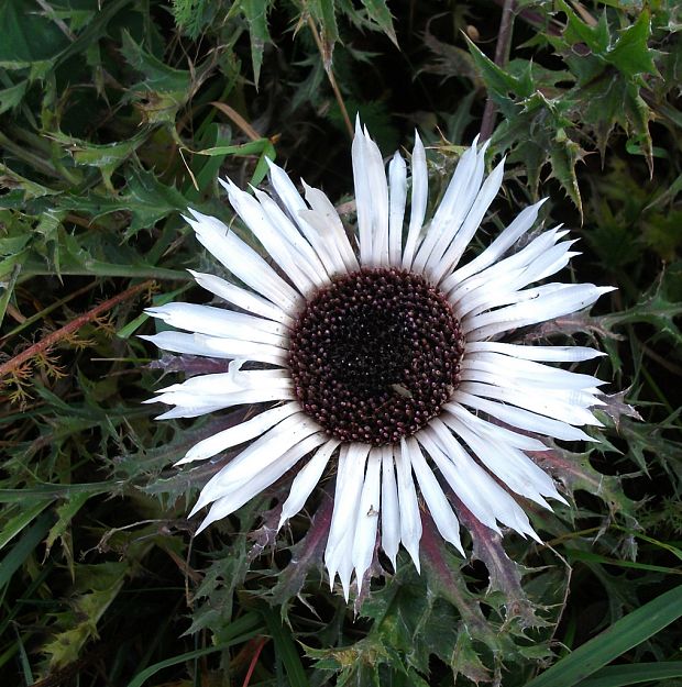 krasovlas bezbyľový Carlina acaulis subsp. acaulis L.