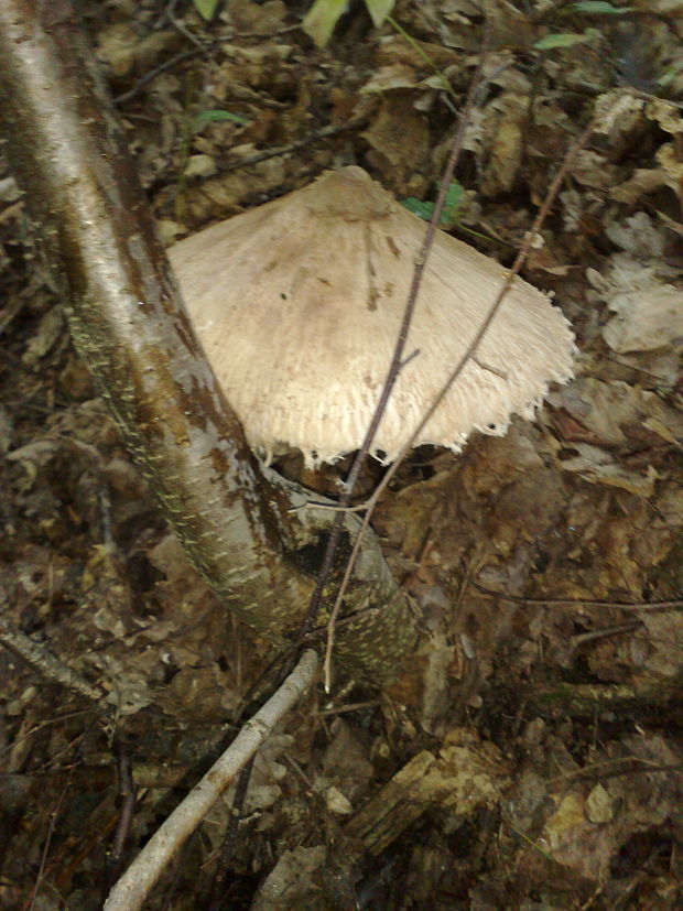 bedľa červenejúca Chlorophyllum rachodes (Vittad.) Vellinga