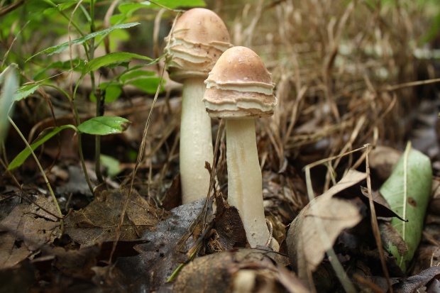 bedľa červenejúca Chlorophyllum rachodes (Vittad.) Vellinga