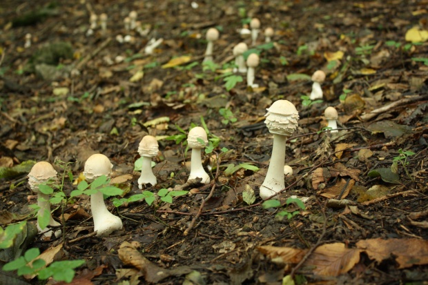 bedľa červenejúca Chlorophyllum rachodes (Vittad.) Vellinga