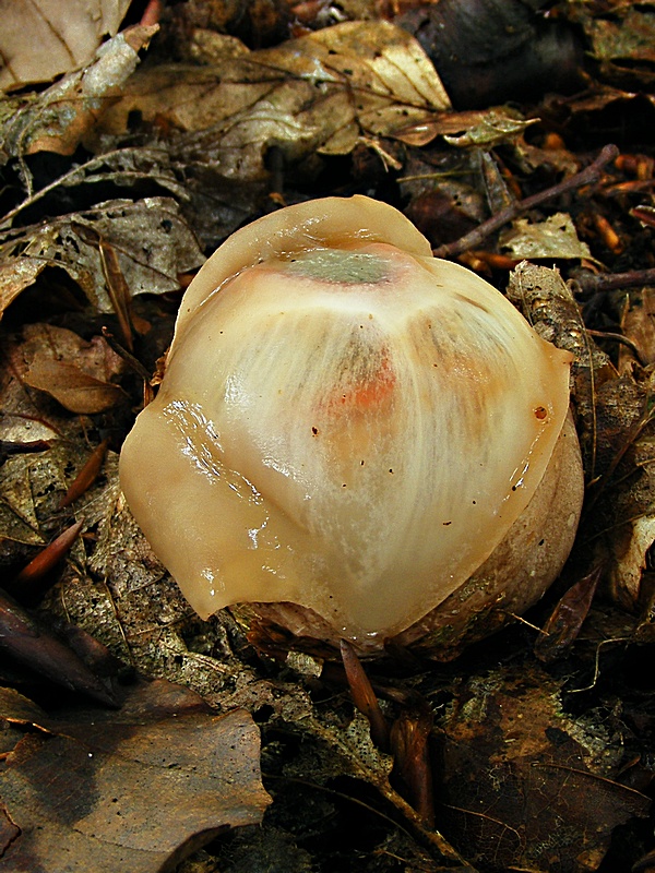 mrežovka kvetovitá Clathrus archeri (Berk.) Dring