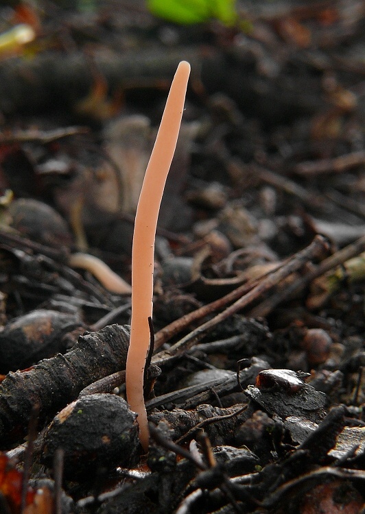 kyjačik pleťový Clavaria incarnata Weinm.