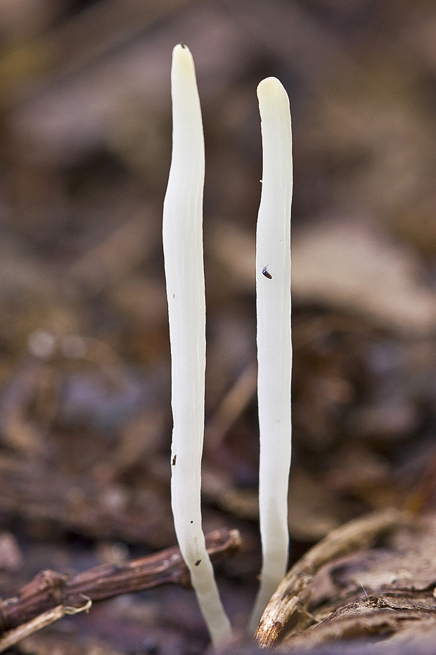 kyjačik Clavaria sp.