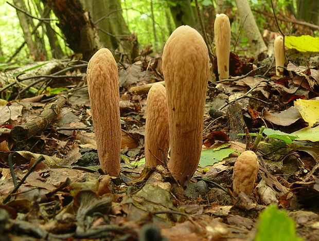 kyjak obrovský Clavariadelphus pistillaris (Fr.) Donk