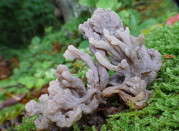 konárovka popolavá Clavulina cinerea (Bull.) J. Schröt.