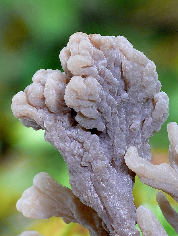 konárovka popolavá Clavulina cinerea (Bull.) J. Schröt.