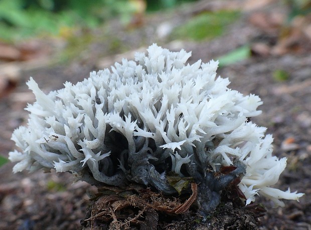 konárovka hrebenitá Clavulina coralloides (L.) J. Schröt.