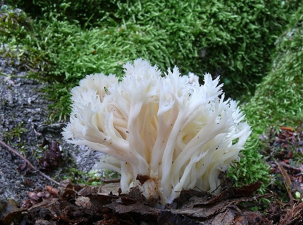 konárovka hrebenitá Clavulina coralloides (L.) J. Schröt.