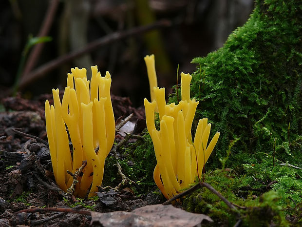 pakonárovka parôžkovitá? Clavulinopsis corniculata?