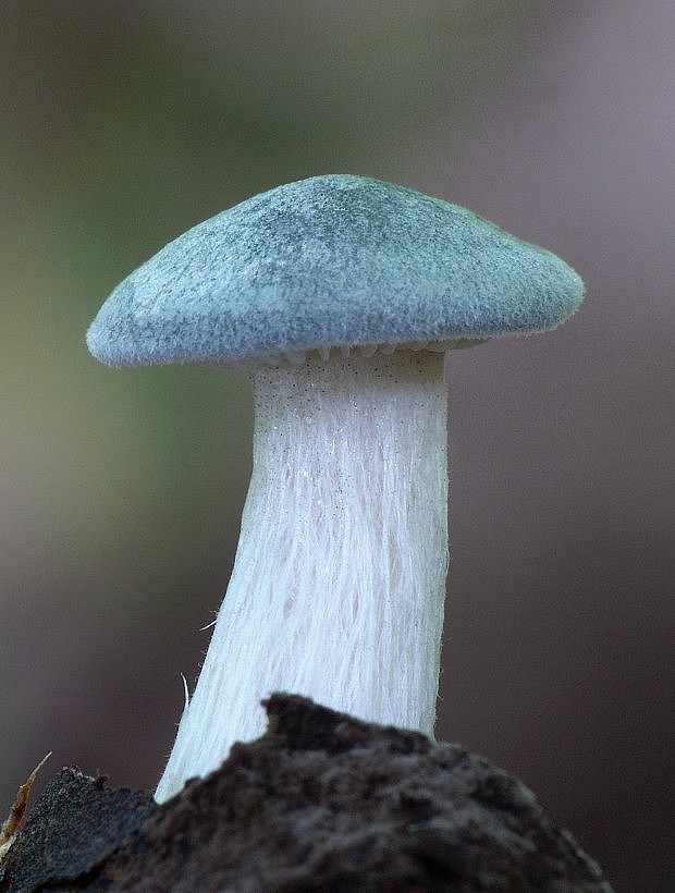 strmuľka anízová Clitocybe odora (Bull.) P. Kumm.