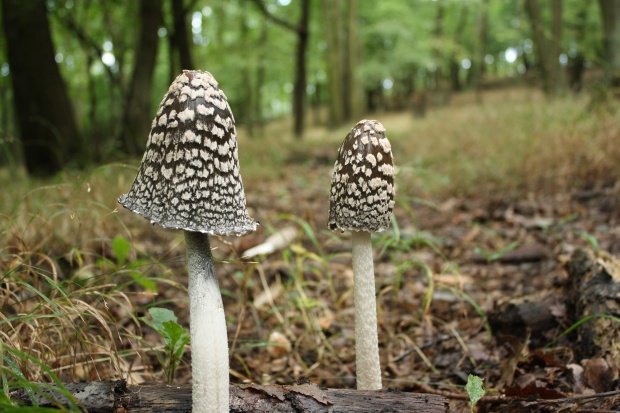 hnojník strakatý Coprinopsis picacea (Bull.) Redhead, Vilgalys & Moncalvo