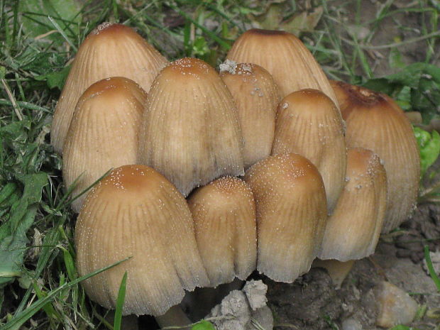 hnojník domový Coprinus atramentarius var. soboliferus (Fr.) Rea