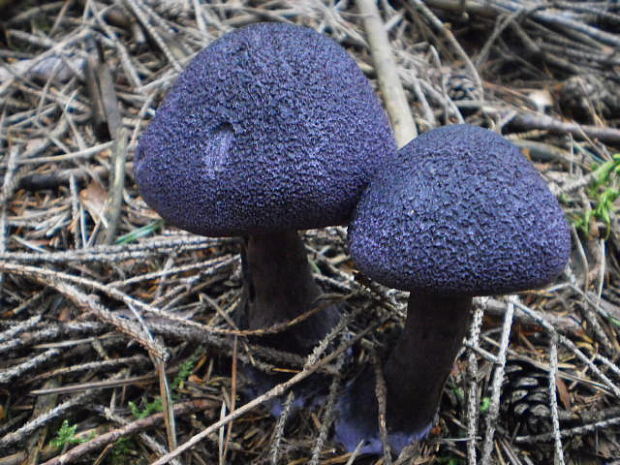 pavučinovec hercýnsky Cortinarius hercynicus (Pers.) M.M. Moser