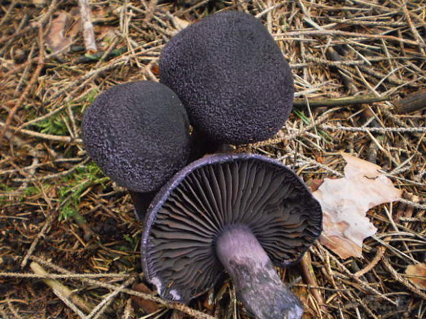 pavučinovec hercýnsky Cortinarius hercynicus (Pers.) M.M. Moser