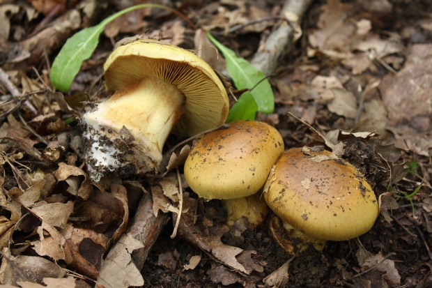 pavučinovec Cortinarius sp.