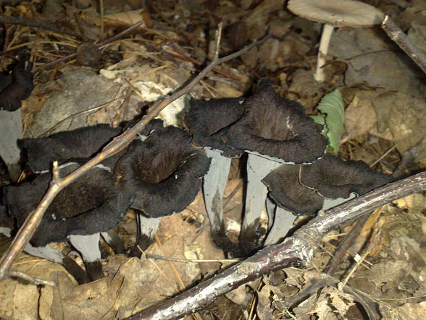 lievik trúbkovitý Craterellus cornucopioides (L.) Pers.