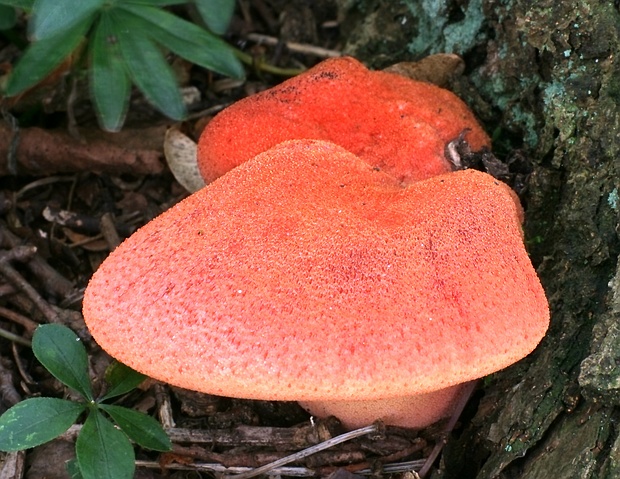 pečeňovec dubový Fistulina hepatica (Schaeff.) With.