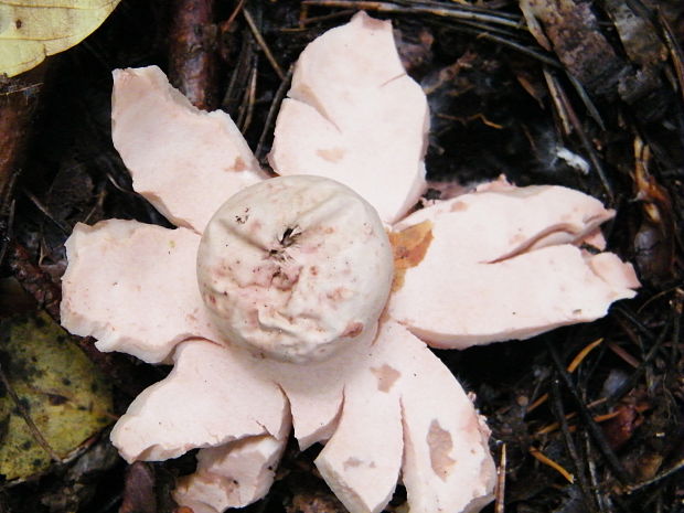 hviezdovka Geastrum sp.