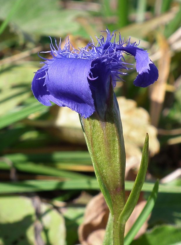 pahorec brvitý Gentianopsis ciliata (L.) Ma