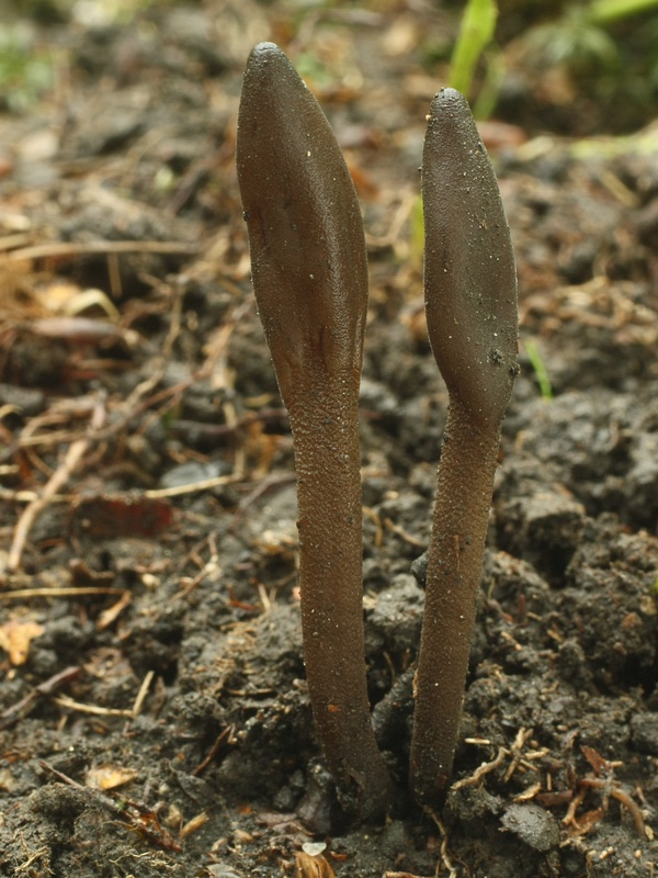 jazýček šupinkatý Geoglossum fallax E.J. Durand