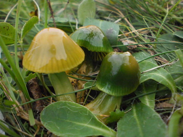 lúčnica žltozelená Gliophorus psittacinus (Schaeff.) Herink