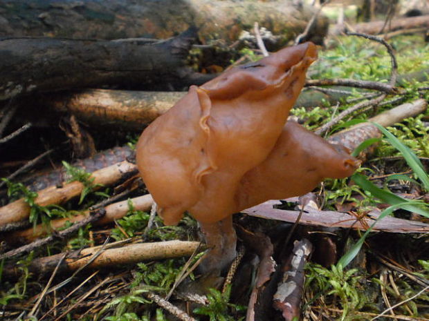 ušiak mitrovitý Gyromitra infula (Schaeff.) Quél.