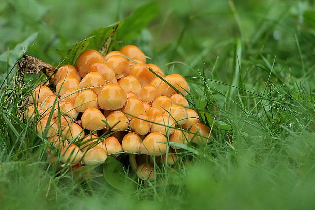 strapcovka tehlovočervená Hypholoma lateritium (Schaeff.) P. Kumm.