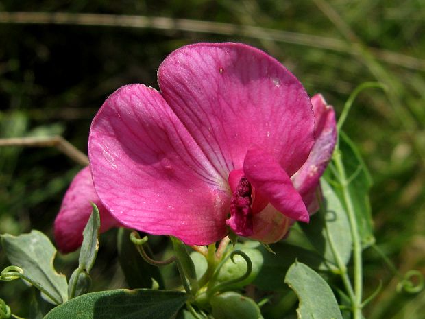 hrachor hľuznatý Lathyrus tuberosus L.