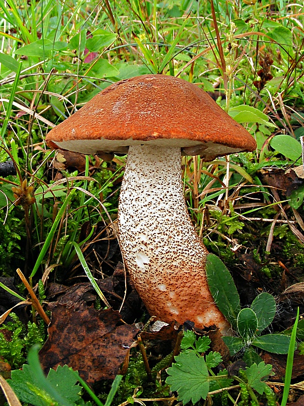 kozák dubový Leccinum aurantiacum (Bull.) Gray