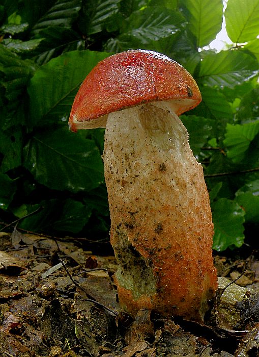 kozák dubový Leccinum aurantiacum (Bull.) Gray