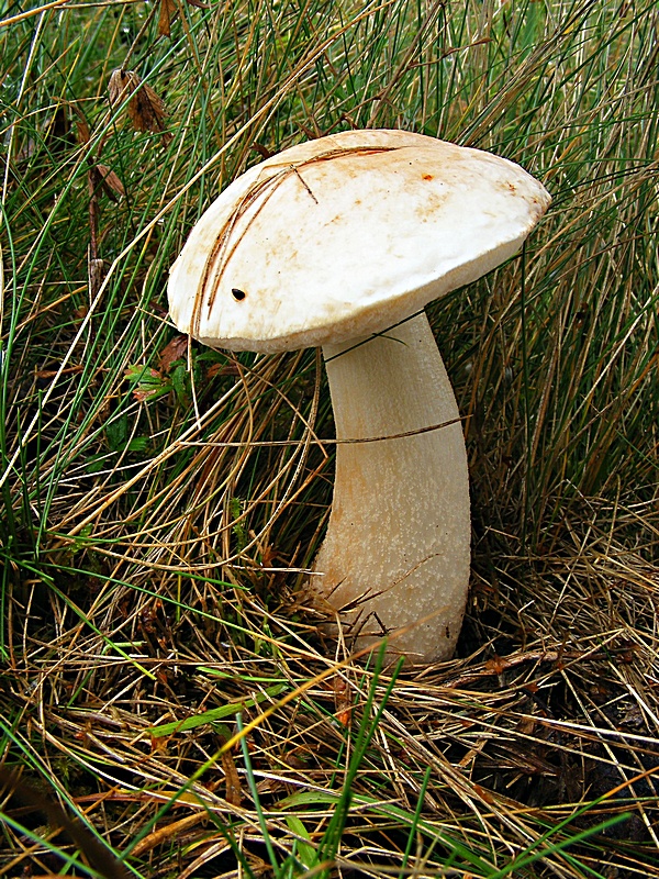 kozák belostný Leccinum percandidum (Vassilkov) Watling