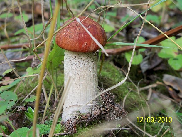 kozák sosnový ? Leccinum vulpinum ? Watling