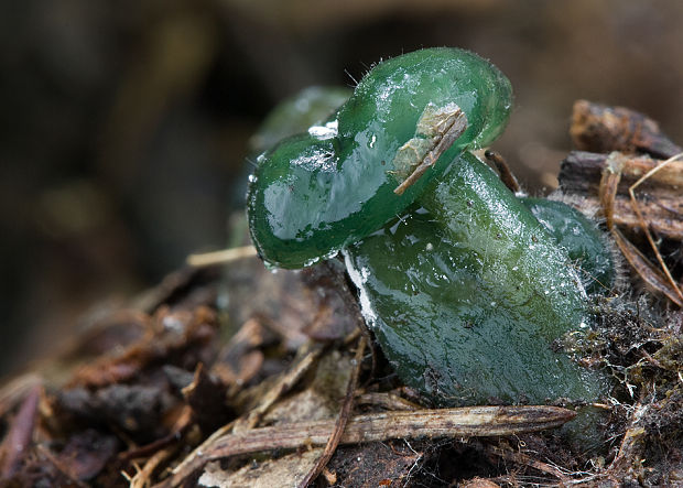 klincovka slizká Leotia lubrica (Scop.) Pers.