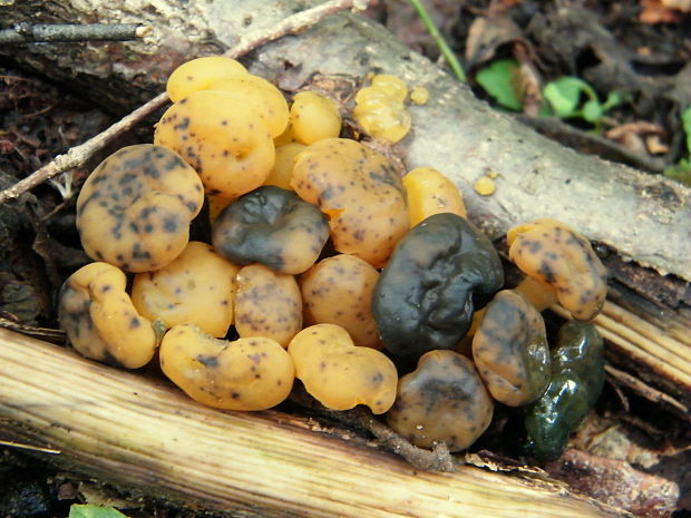 klincovka slizká Leotia lubrica (Scop.) Pers.