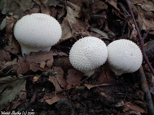 prášnica bradavičnatá Lycoperdon perlatum Pers.