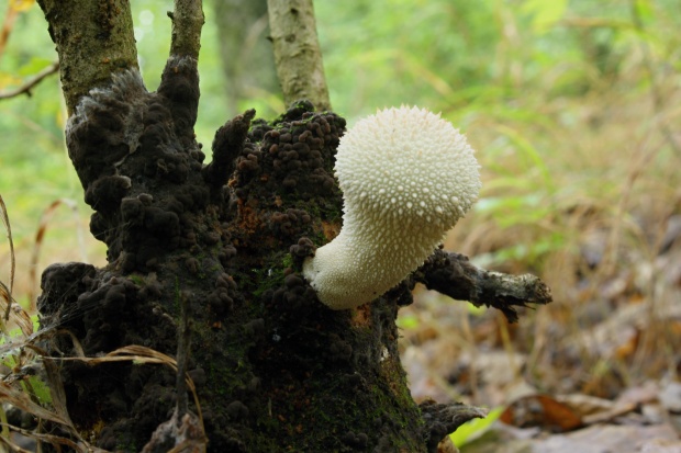 prášnica bradavičnatá Lycoperdon perlatum Pers.