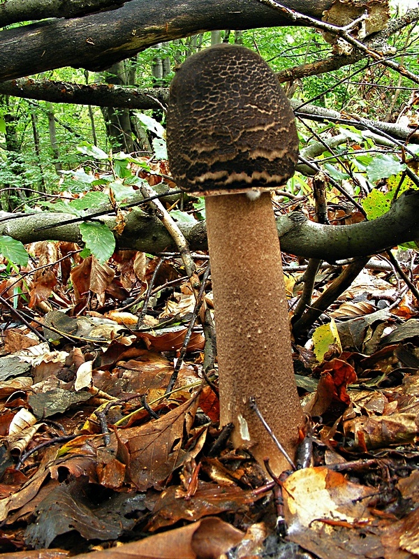 bedľa vysoká  Macrolepiota procera var. pseudo-olivascens  Bellù & Lanzoni