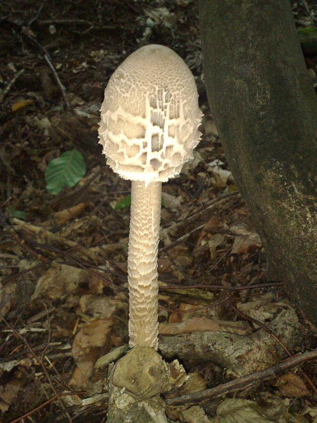 bedľa vysoká Macrolepiota procera (Scop.) Singer