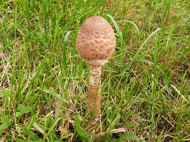 bedľa vysoká Macrolepiota procera (Scop.) Singer