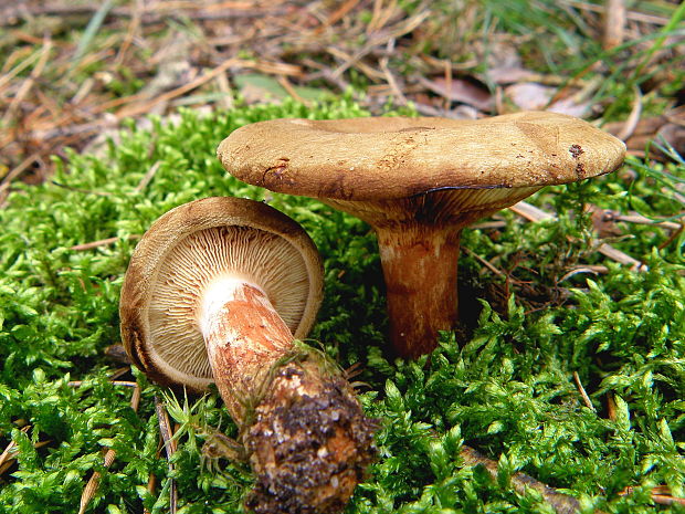 čechračka podvinutá Paxillus involutus (Batsch) Fr.