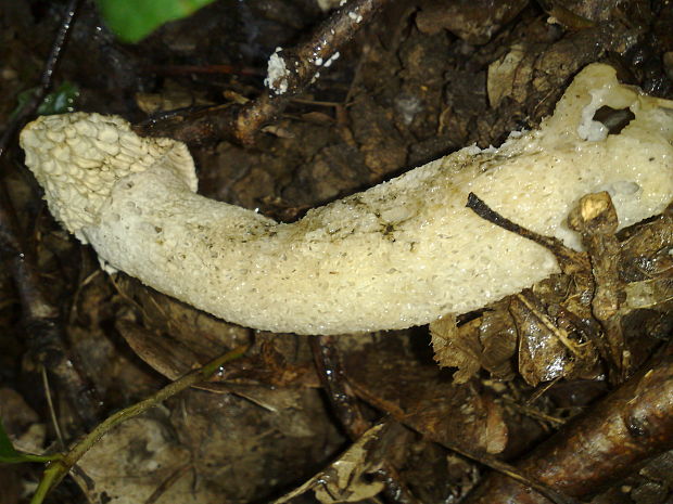 hadovka smradľavá Phallus impudicus L.