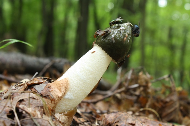 hadovka smradľavá Phallus impudicus L.