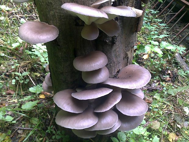 hliva ustricovitá Pleurotus ostreatus (Jacq.) P. Kumm.