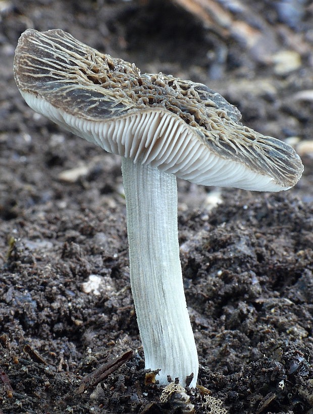 štítovka sivá Pluteus thomsonii (Berk. & Broome) Dennis