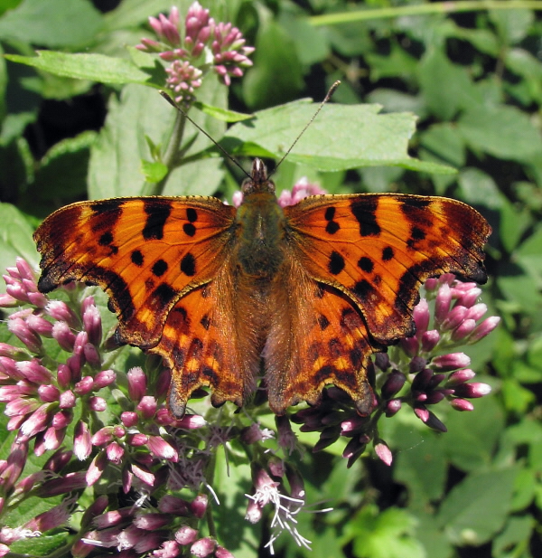 babôčka zubatokrídla Polygonia c-album