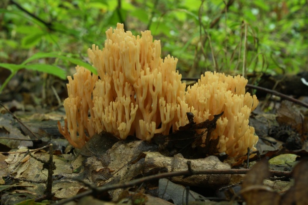 strapačka vzpriamená Ramaria stricta (Pers.) Quél.