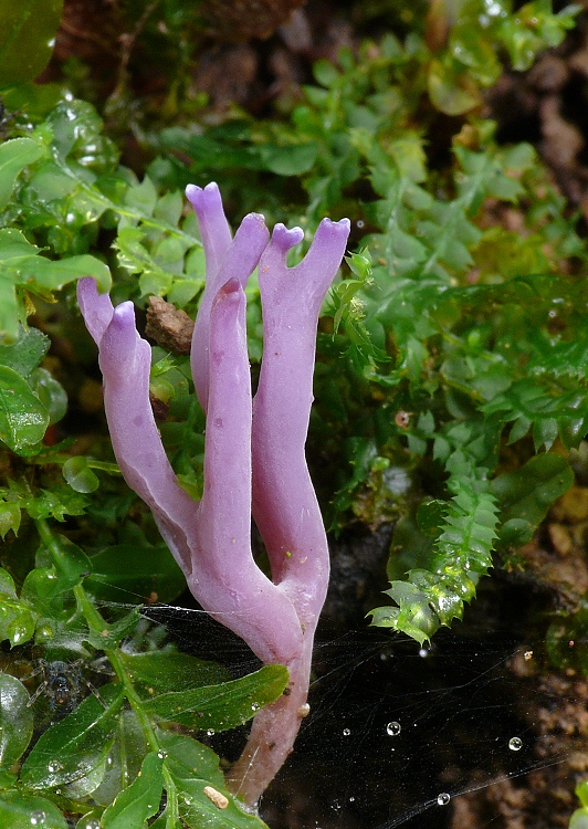 pastrapačka fialová Ramariopsis pulchella (Boud.) Corner