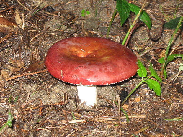 plávka Russula sp.