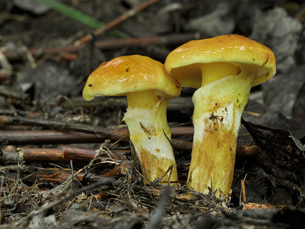 masliak smrekovcový Suillus grevillei (Klotzsch) Singer