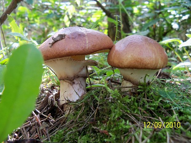 masliak obyčajný Suillus luteus (L.) Roussel